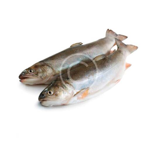 White Bass