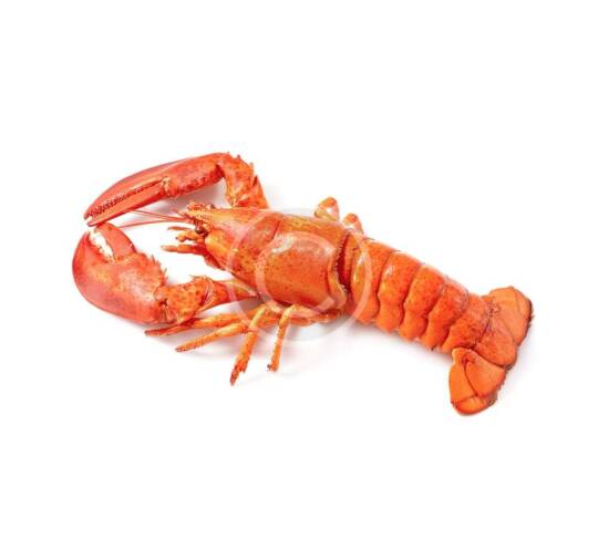 Lobster